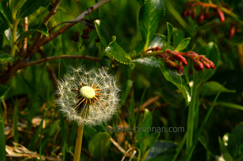 Dandelion Seed Head 2818 Photo