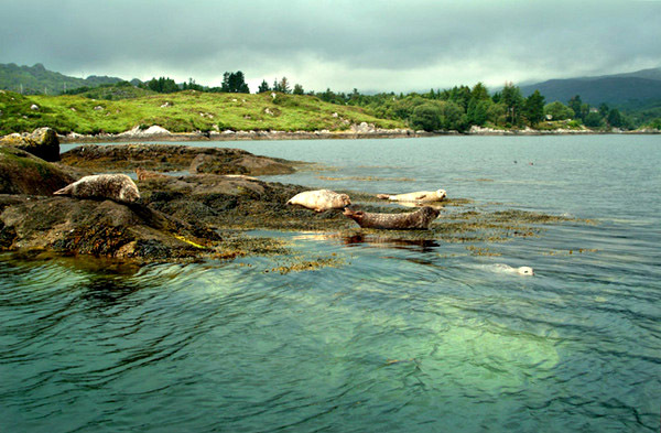 Seals at Garnish Island Photo