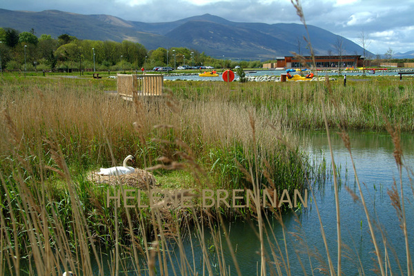 Nesting Swan Photo