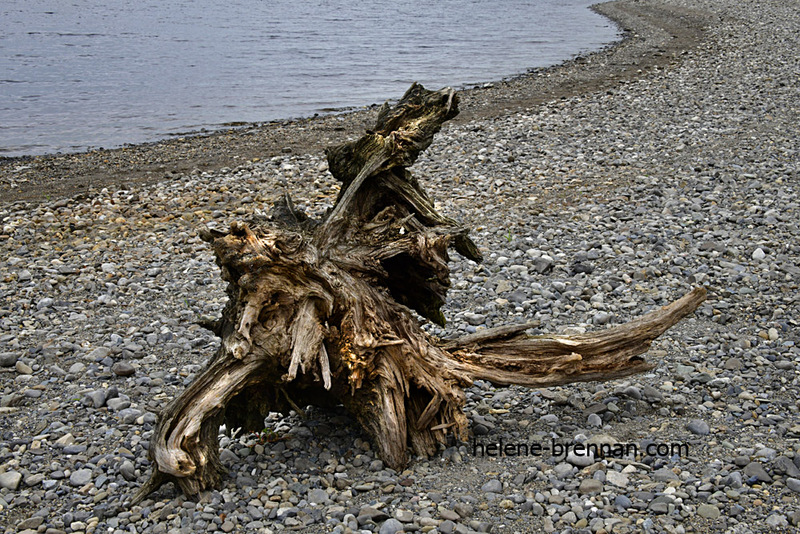 Driftwood at Blessington Lake 8055 Photo