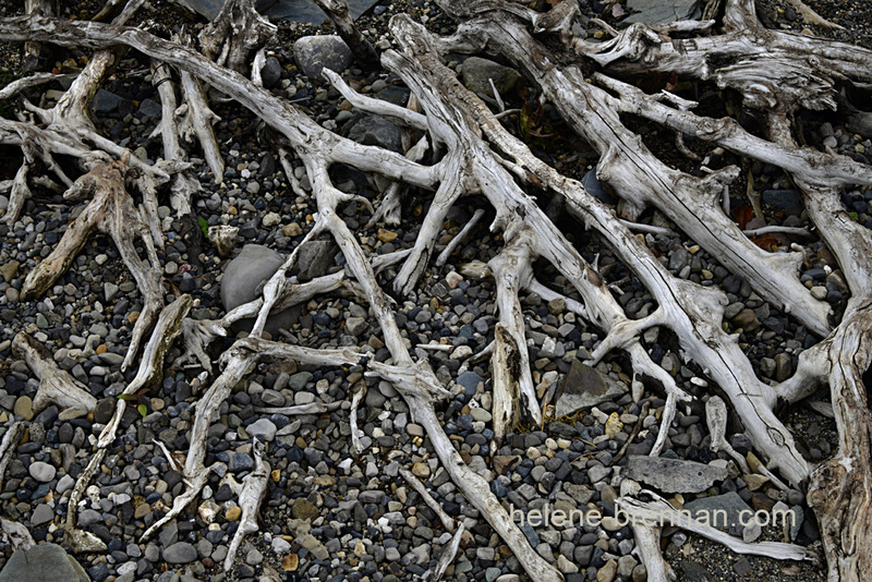 Tree Roots beside Blessington Lake 8065 Photo