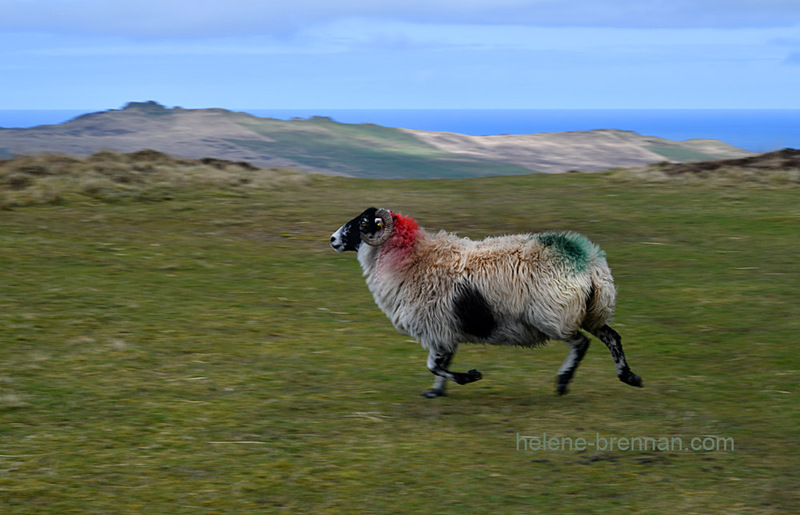 Sheep Running 9288 Photo