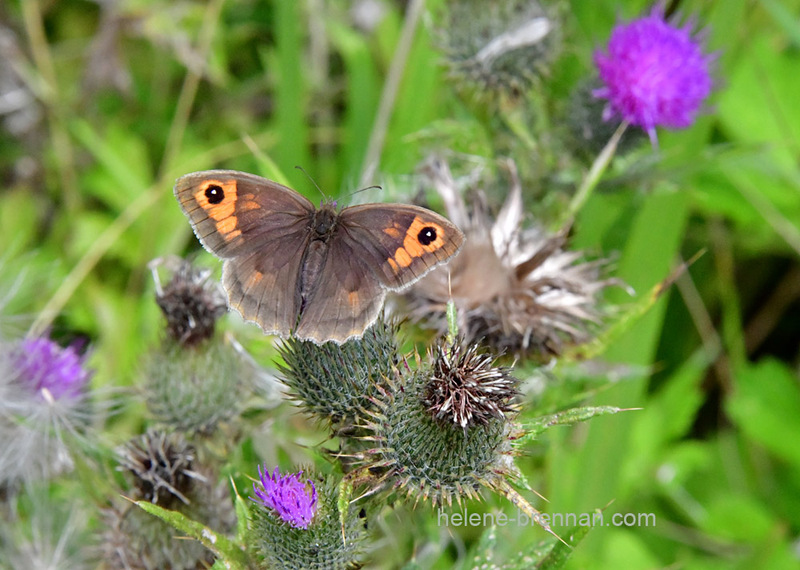 Meadow Brown Butterfly 0861 Photo