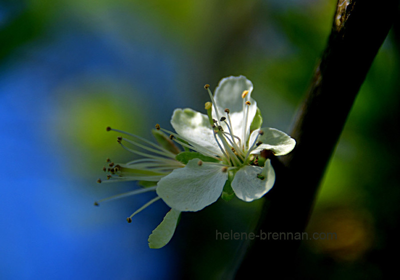Plum Blossom 9796 Photo
