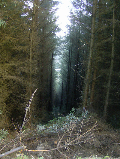 Glenmalure Forest 036 Photo