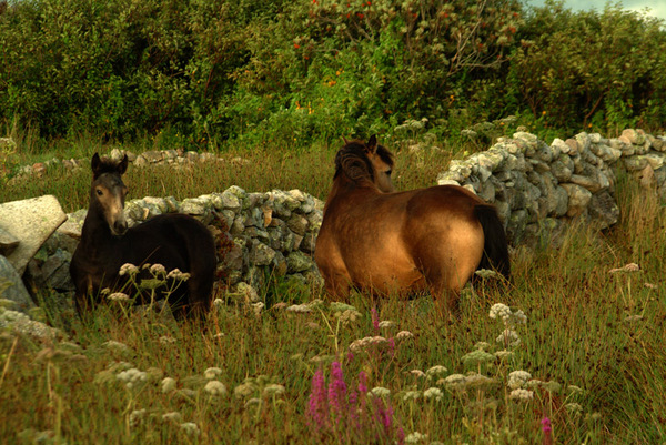 Connemara Ponies Photo