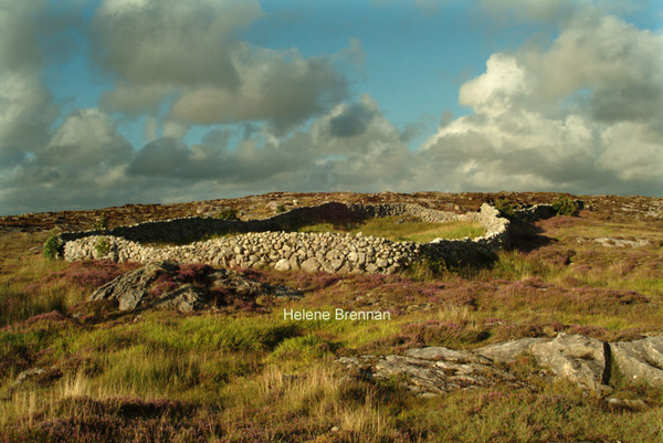 Connemara Field Photo