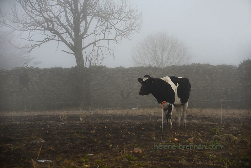 Cow in the Walled Garden 0440 Photo