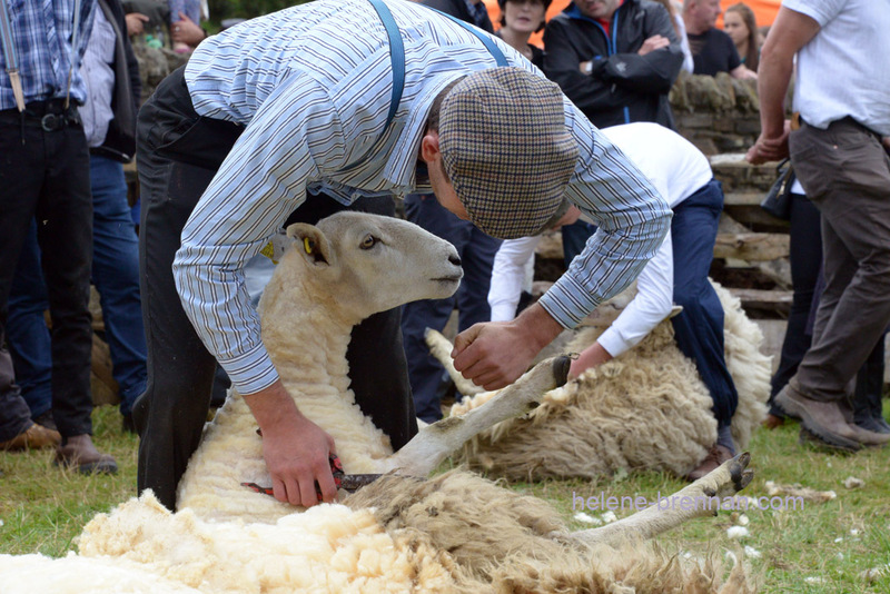 Sheep Shearing 6428 Photo