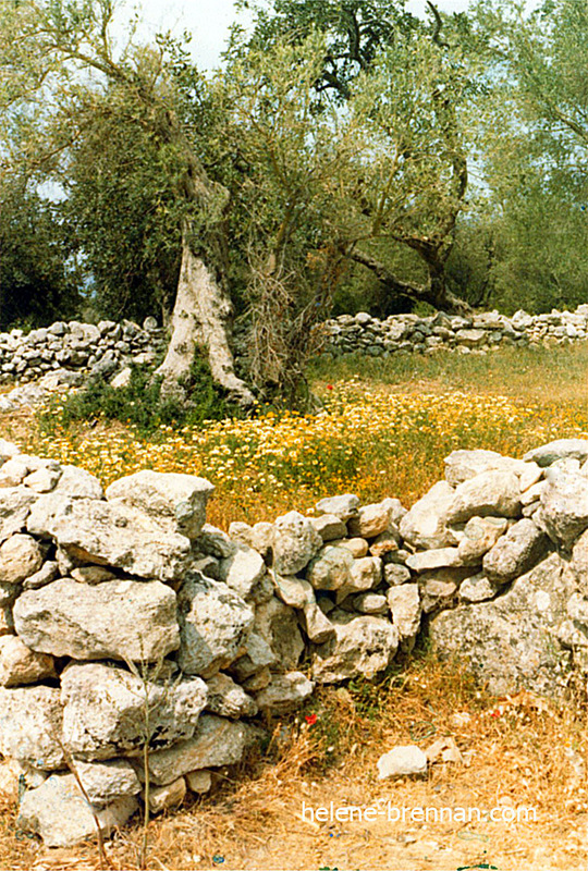 Olive Tree, Crete. Photo