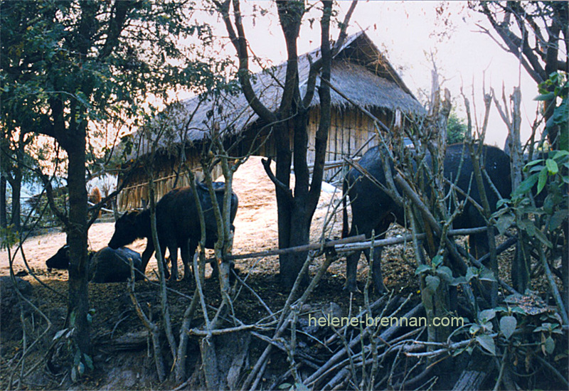 Hill Tribe Village, Northern Thailand 31 Photo