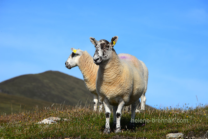 Sheep 3499 Photo