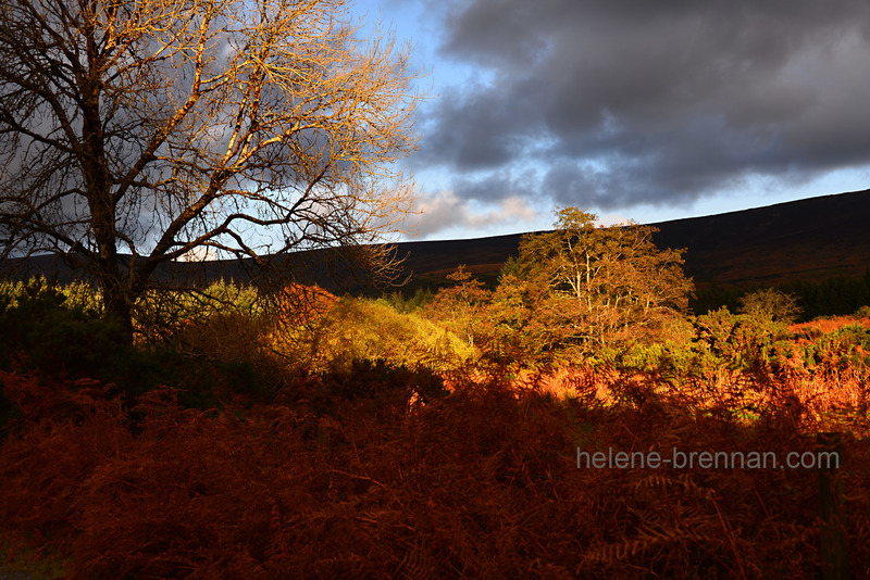 Autumn Light, Glen of Imaal, 5350 Photo