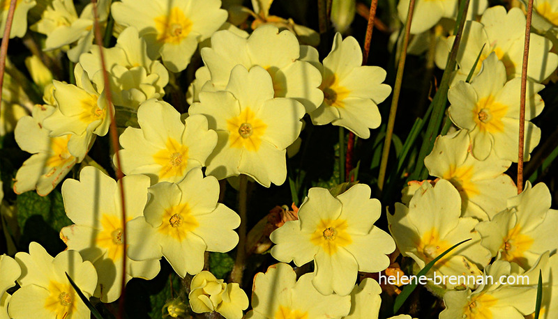 Primroses 2507 Photo