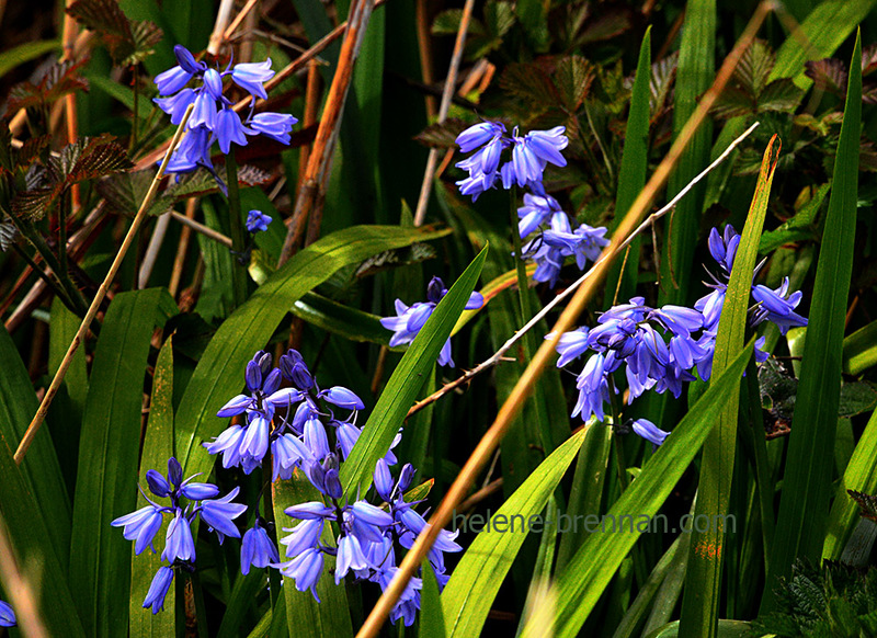 Bluebells 2660 Photo