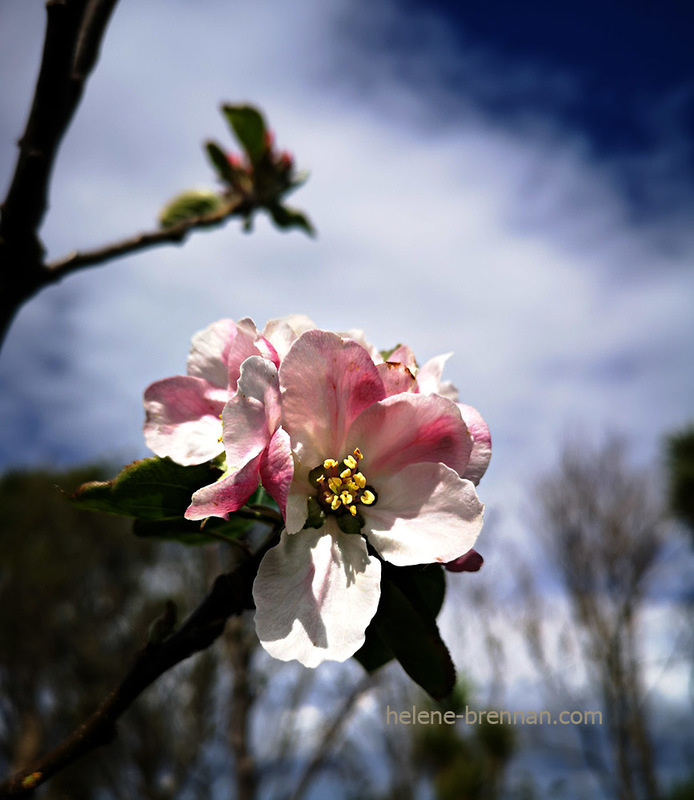 Apple Blossom 13314 Photo