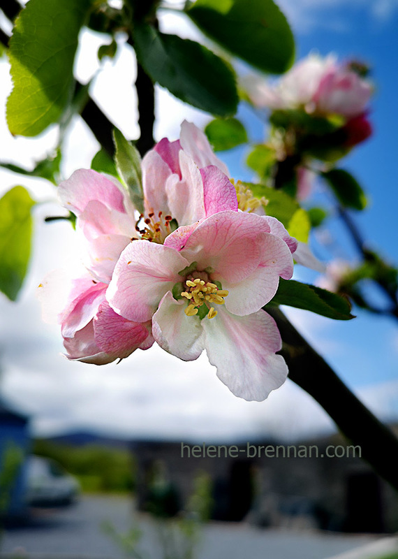 Apple Blossom 133023 Photo