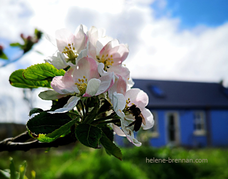 Apple Blossom 132827 Photo
