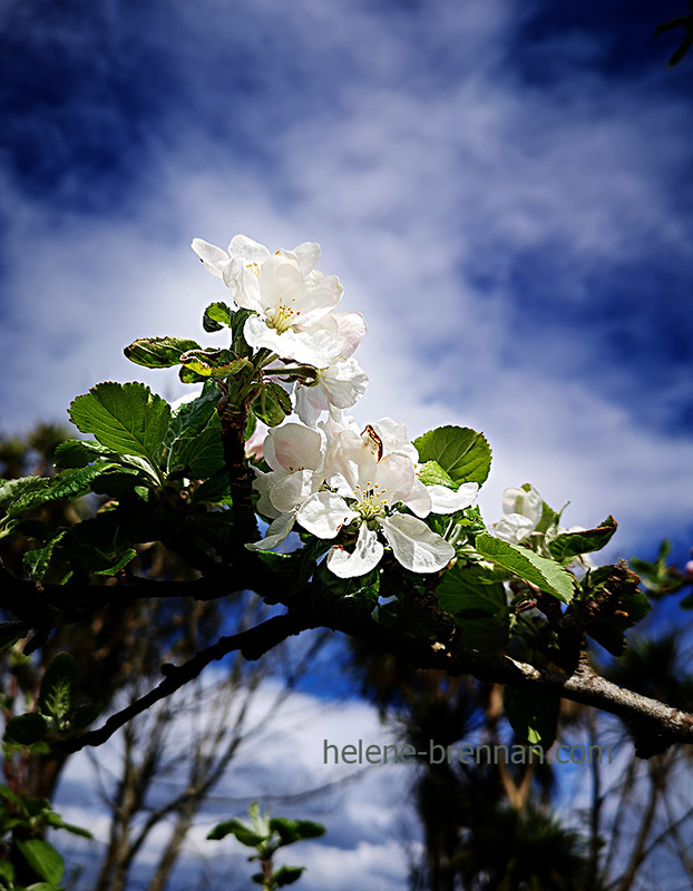 Apple Blossom 131106 Photo