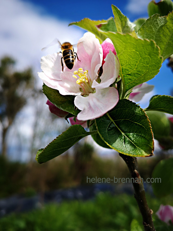 Apple Blossom 133140 Photo