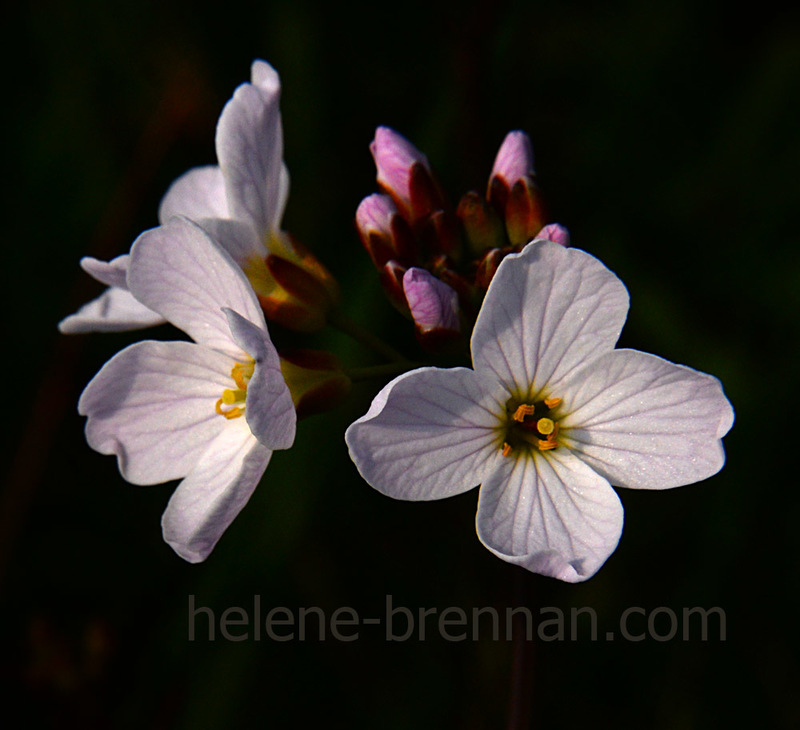 Cuckoo Flower 2780 Photo