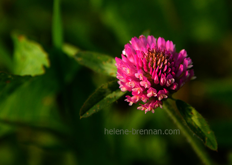 Red Clover 2828 Photo