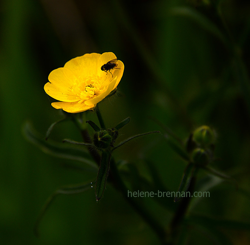 Buttercup 2763 Photo