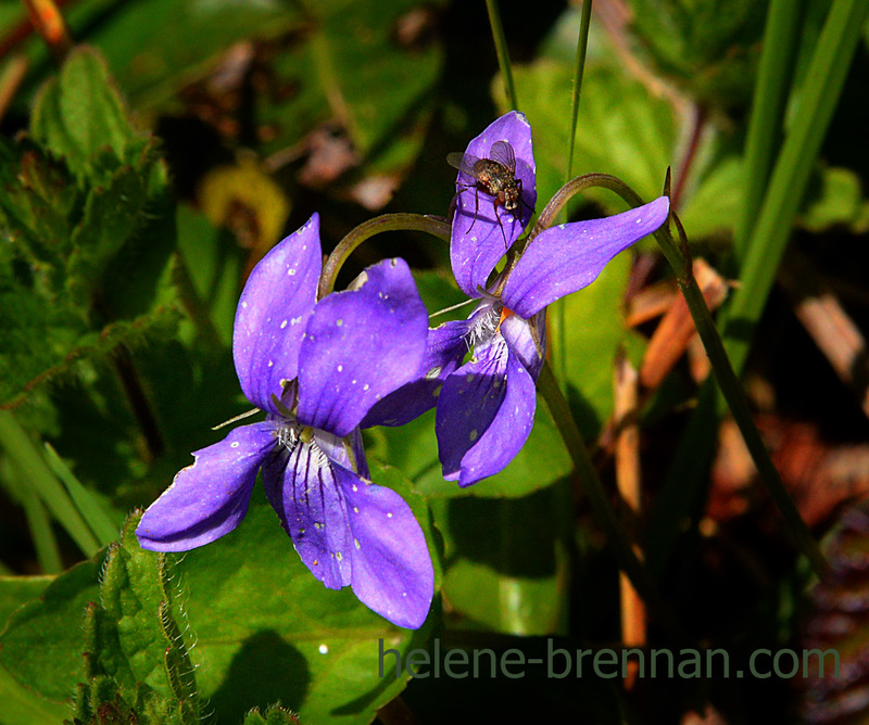 Violas 3010 Photo