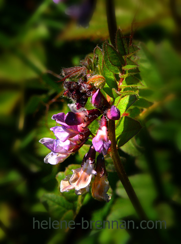 Wild Flower 3006 Photo