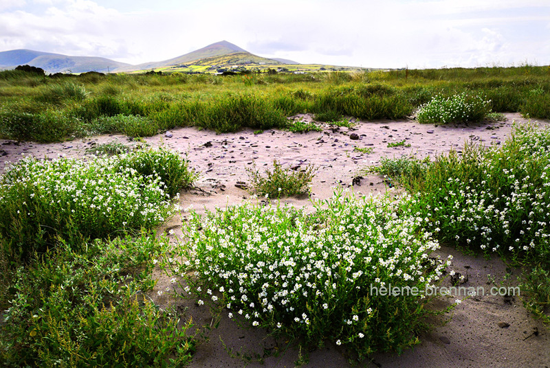 Chamomile 3207 Photo