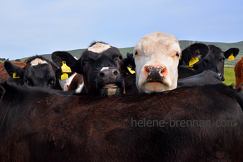 Cattle 3571 Photo