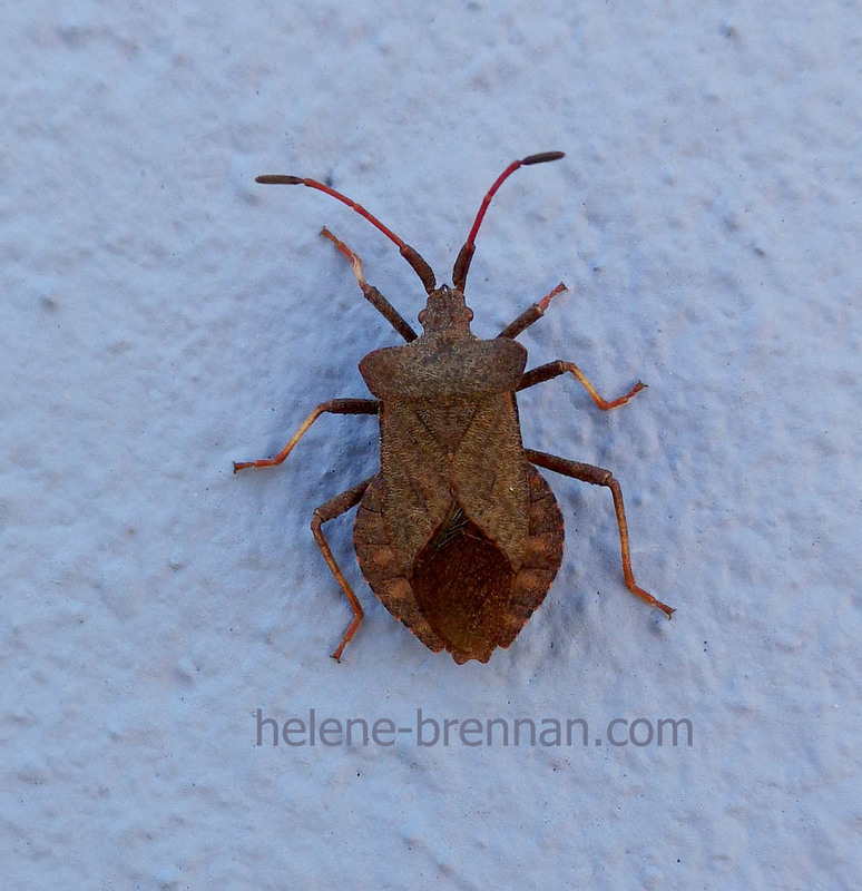 Stink Bug 1208 Photo