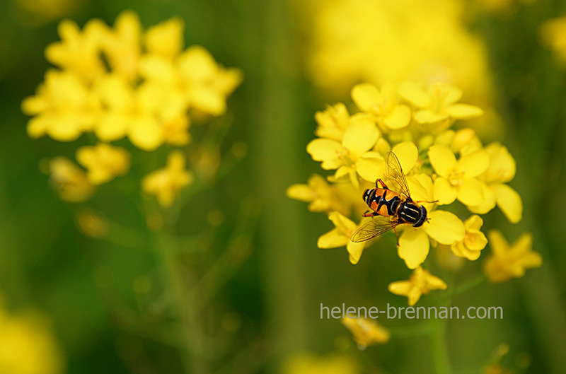 Rapeseed and Bee 2731 Photo