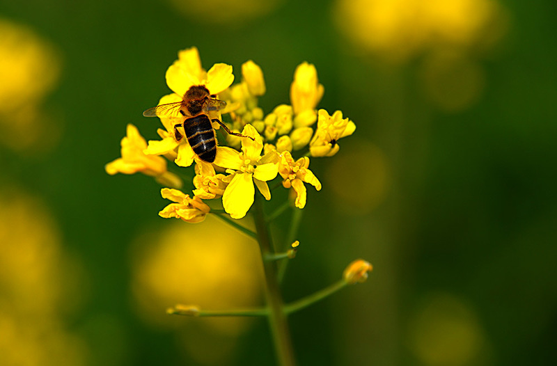 Rapeseed and Bee 2730 Photo