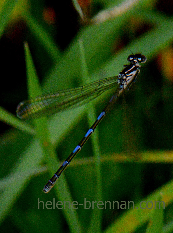 Dragonfly 2803 Photo