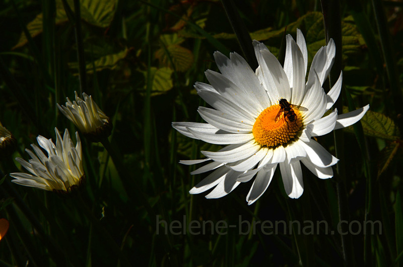 Daisy with Fly 3489 Photo