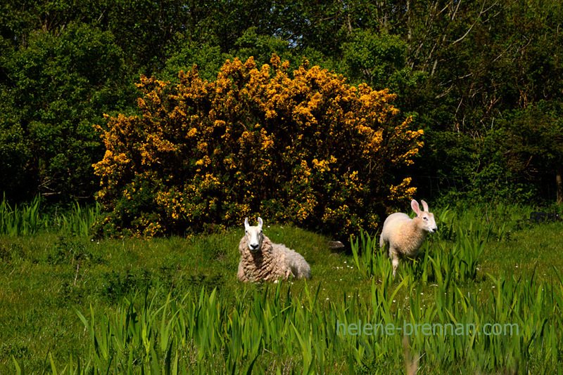 Long Eared Sheep 3269 Photo