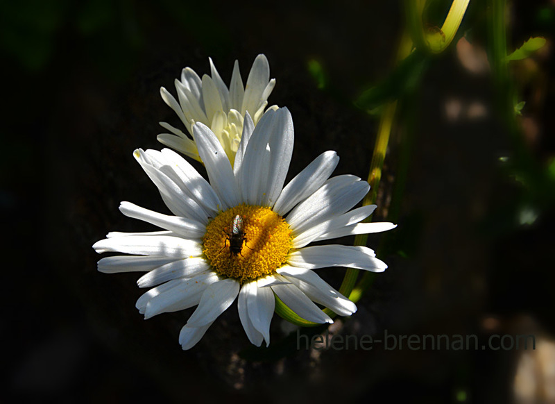 Daisies 3785 Photo