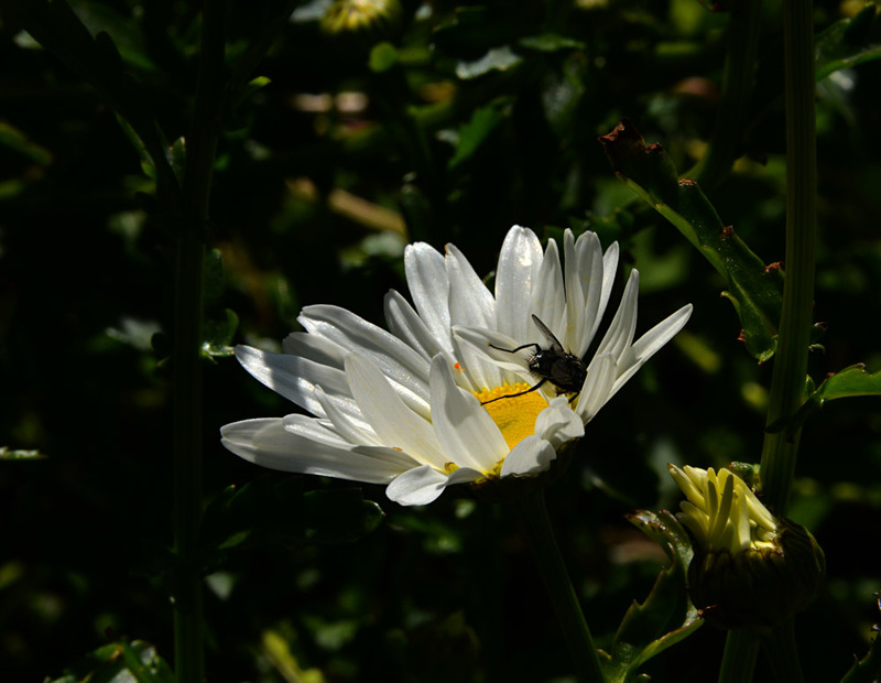 Daisies 3788 Photo