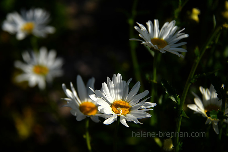 Daisies 3811 Photo