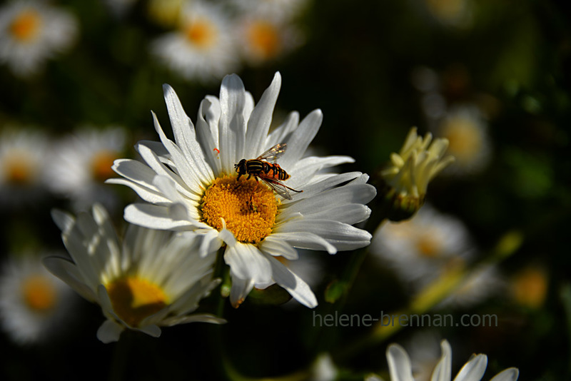 Daisies 3814 Photo