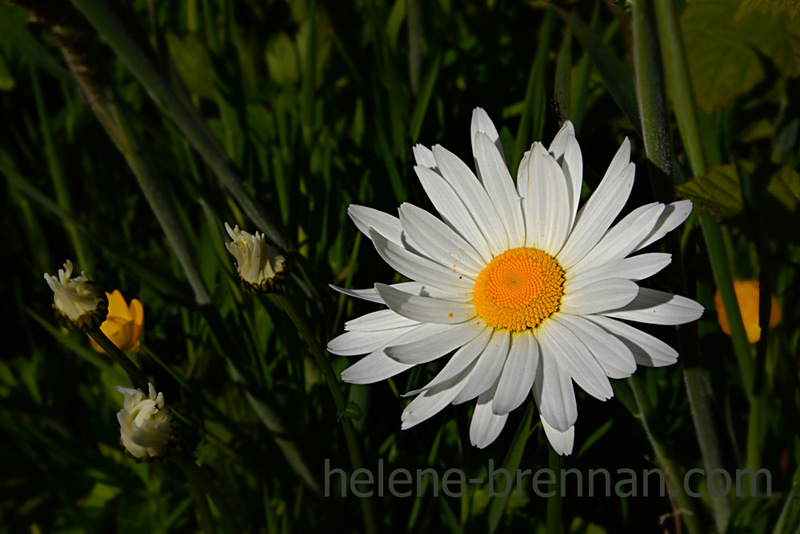 Daisies 3818 Photo