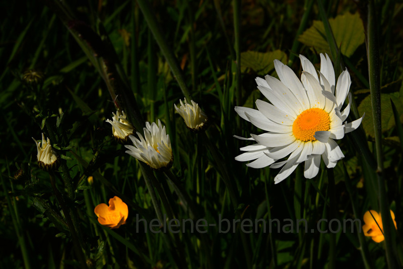 Daisies 3476 Photo