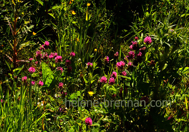 Red Clover 3501 Photo