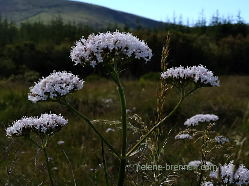 Valerian 4022 Photo