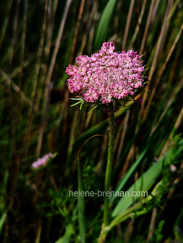Queen Anne's Lace 3026 Photo