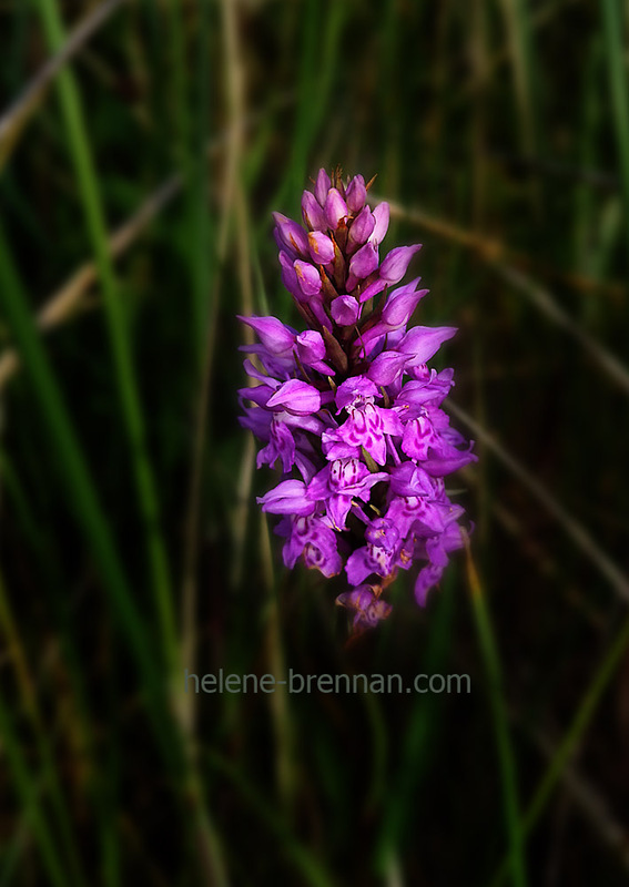 Wild Orchid 4548 Photo