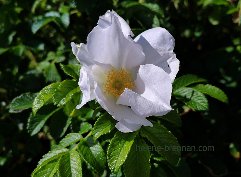 Wild Rose 2527 Photo