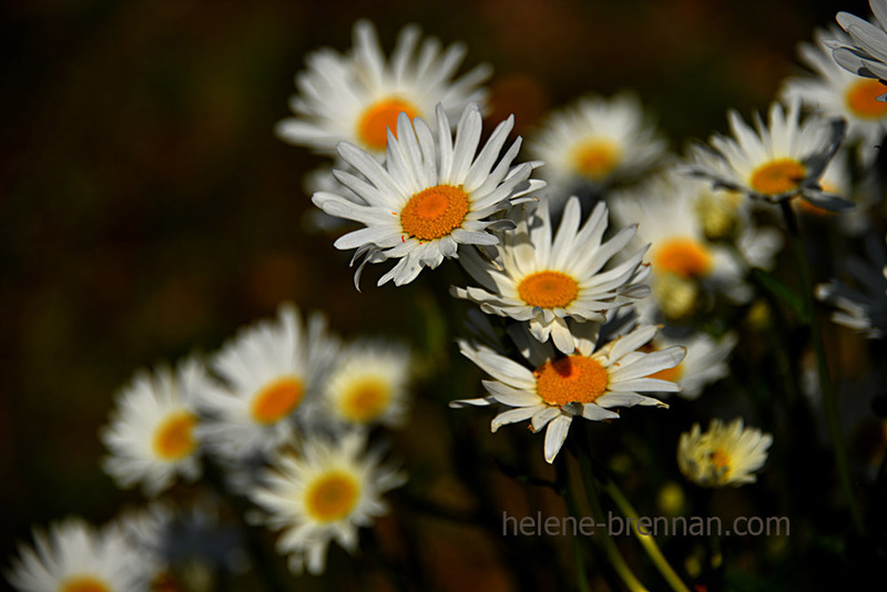 Daisies 3862 Photo