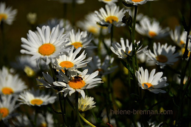 Daisies and Bee 3857 Photo
